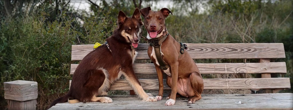 Two dogs on a bench with gear
